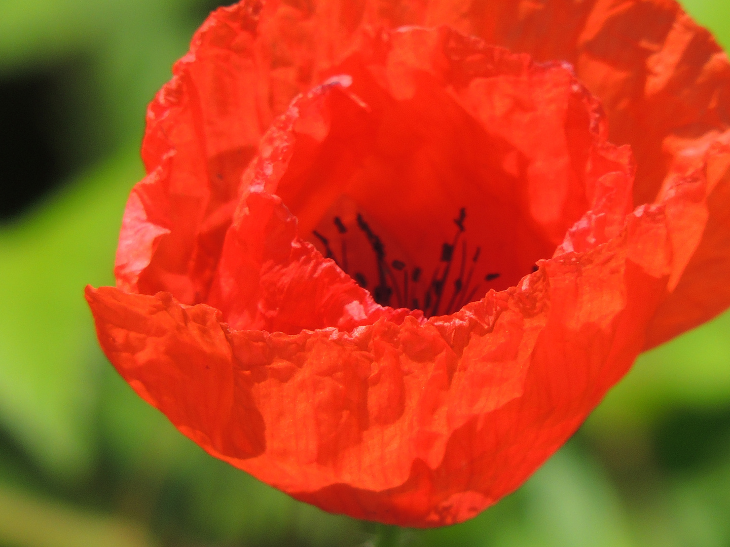 la reine rouge