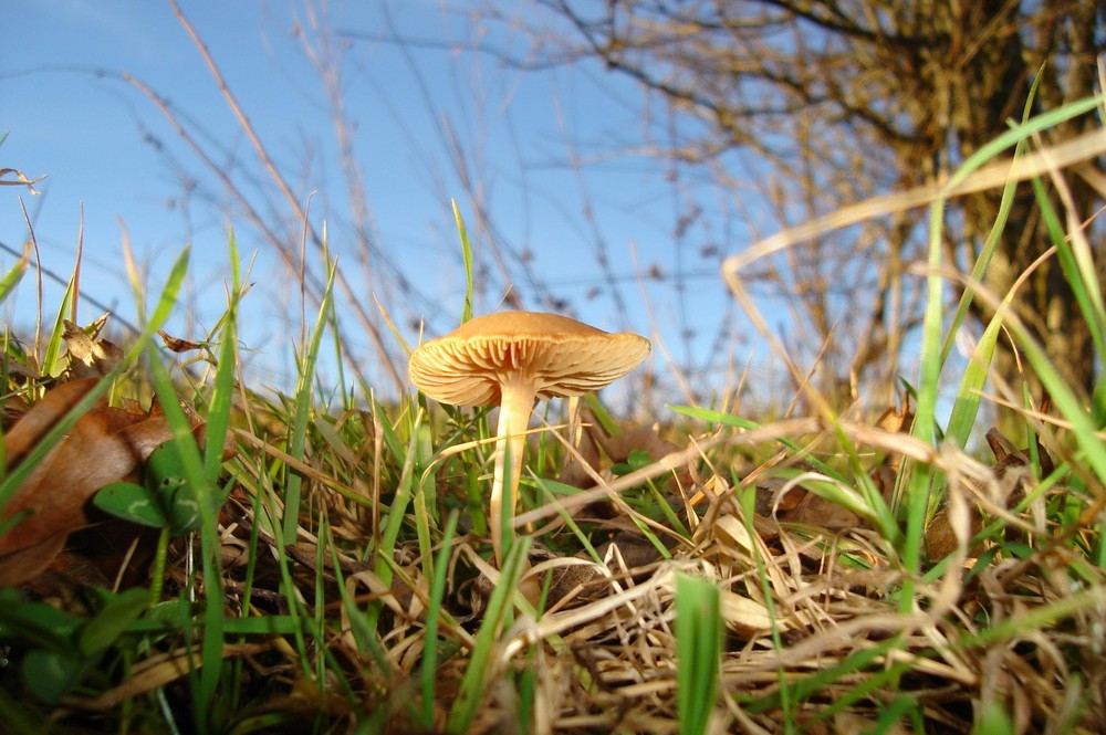 La rencontre couchée dans l'herbe