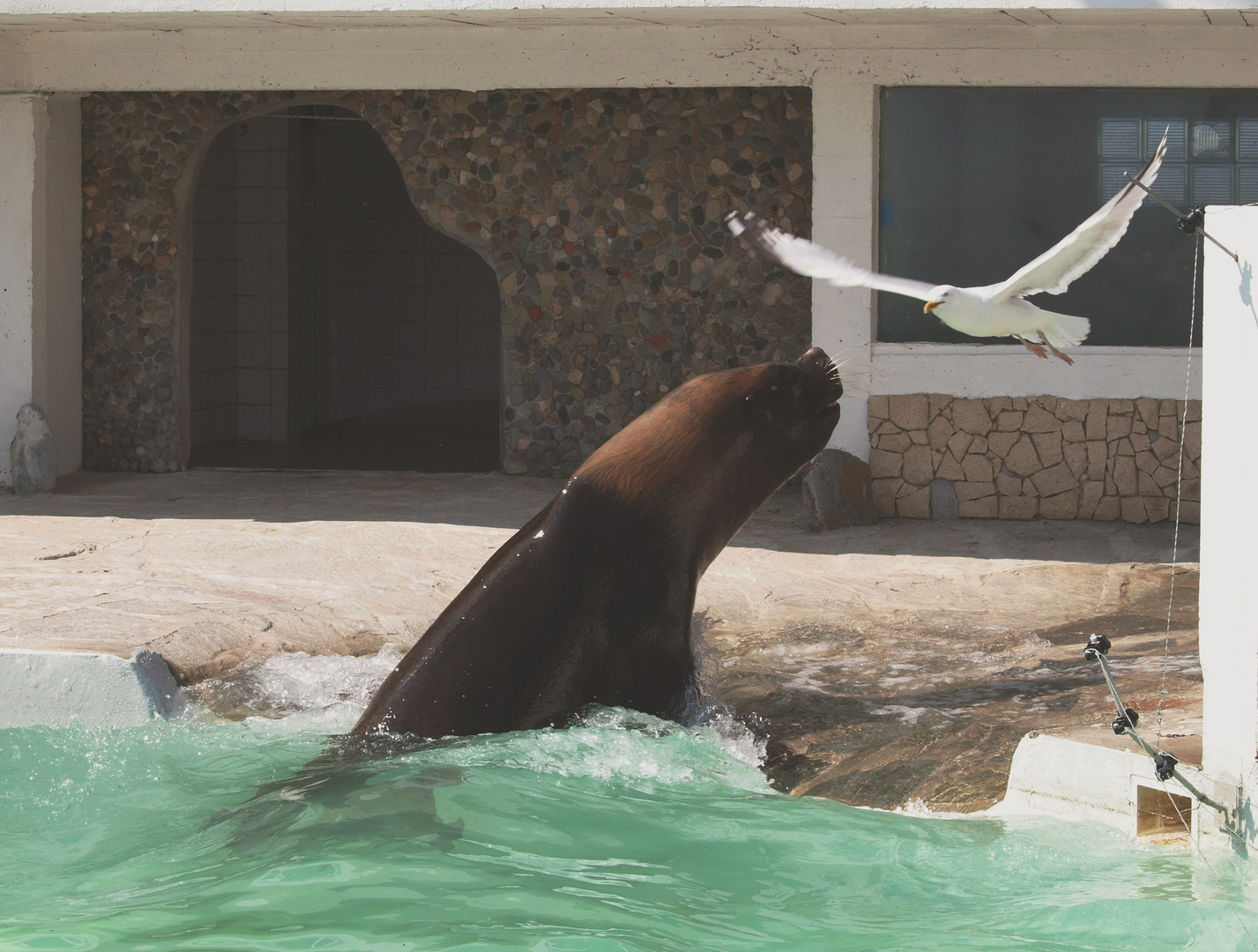 La rencontre de l'otarie et de la mouette