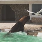 La rencontre de l'otarie et de la mouette