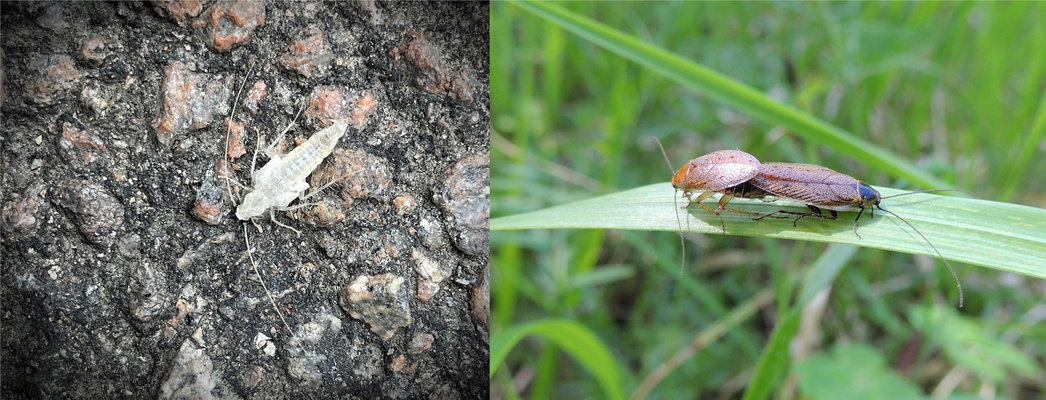 La réponse à la photo d'hier