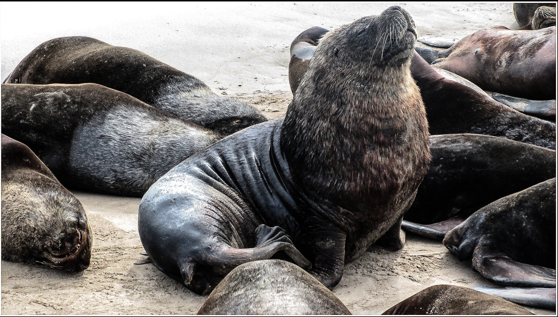 La reserva de lobos marinos