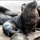 La reserva de lobos marinos