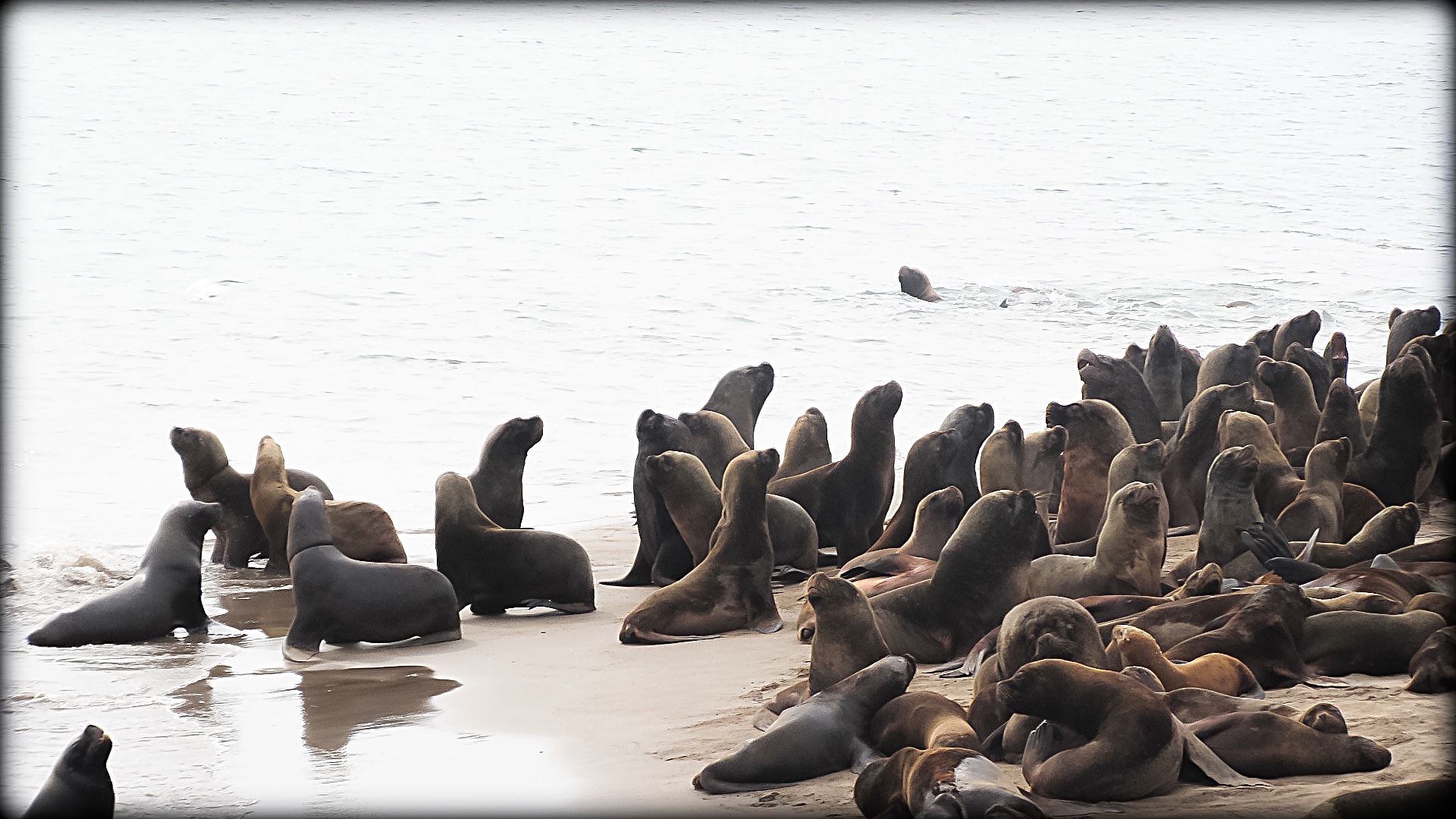 La reserva de lobos marinos I