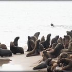 La reserva de lobos marinos I