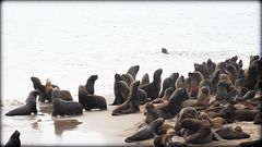 La reserva de lobos marinos I