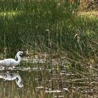 La Réserve Ornithologique Du Teich....& ses Marais...