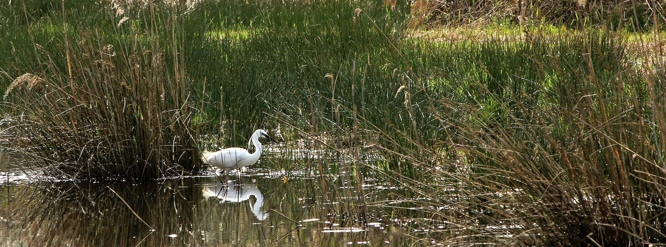 La Réserve Ornithologique Du Teich....& ses Marais...