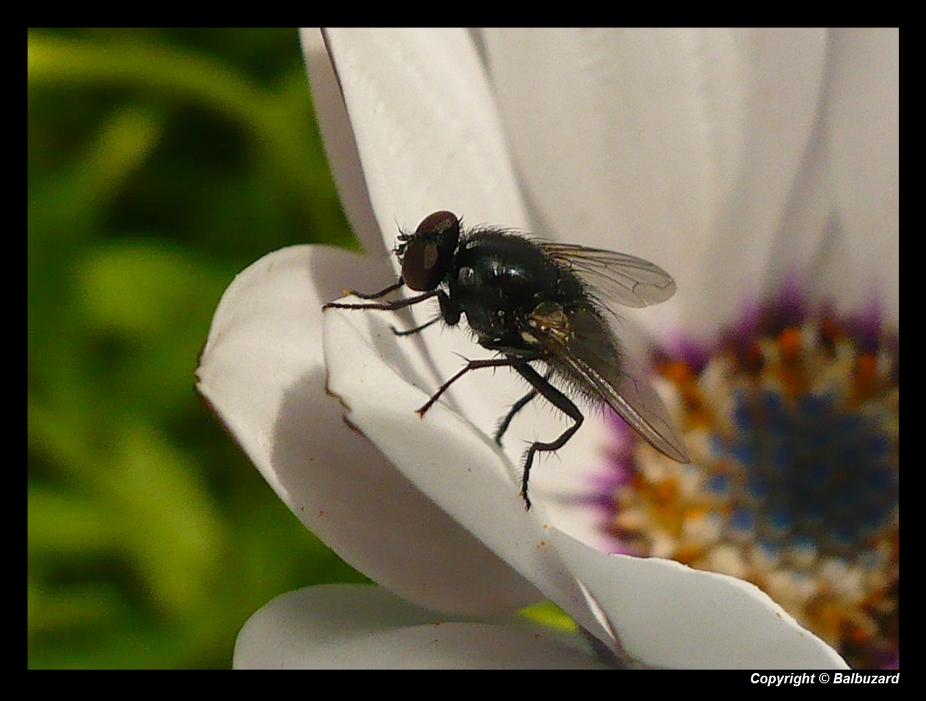 " La respiration de la mouche avec du bruit "