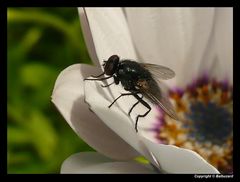 " La respiration de la mouche avec du bruit "