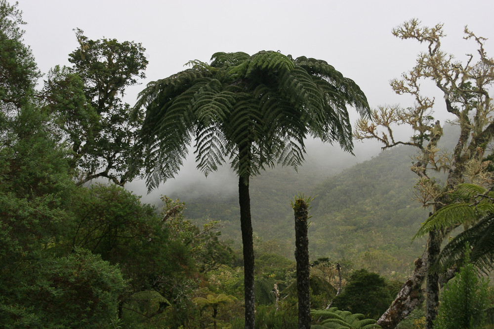 La Réunion (37)