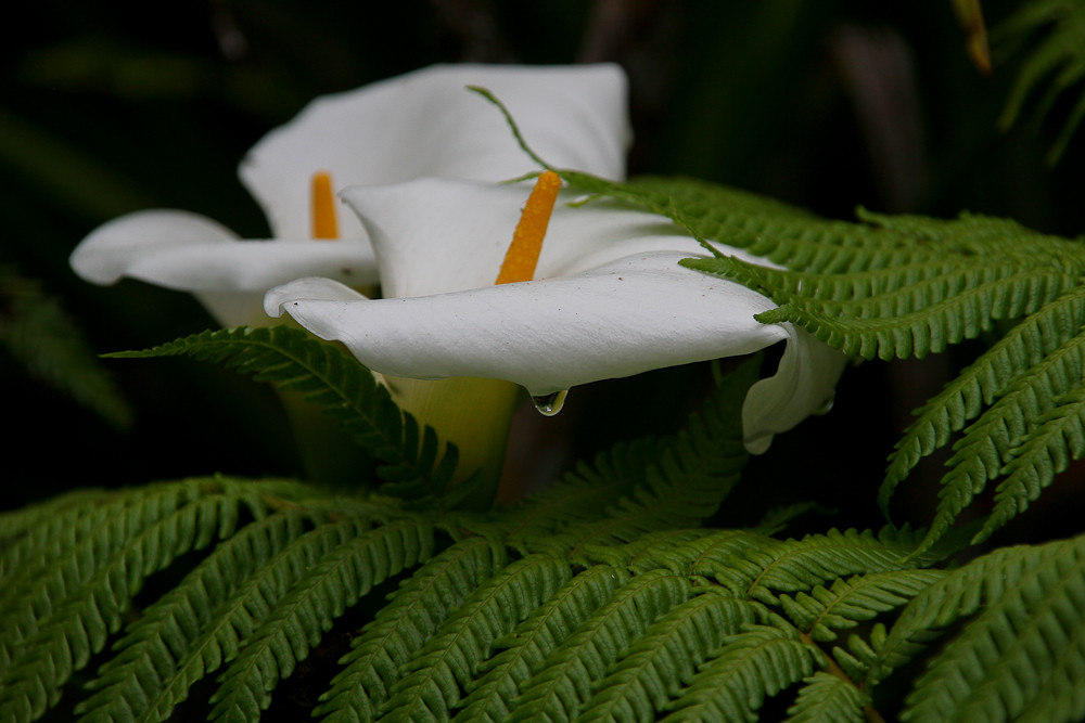 La Réunion (38)