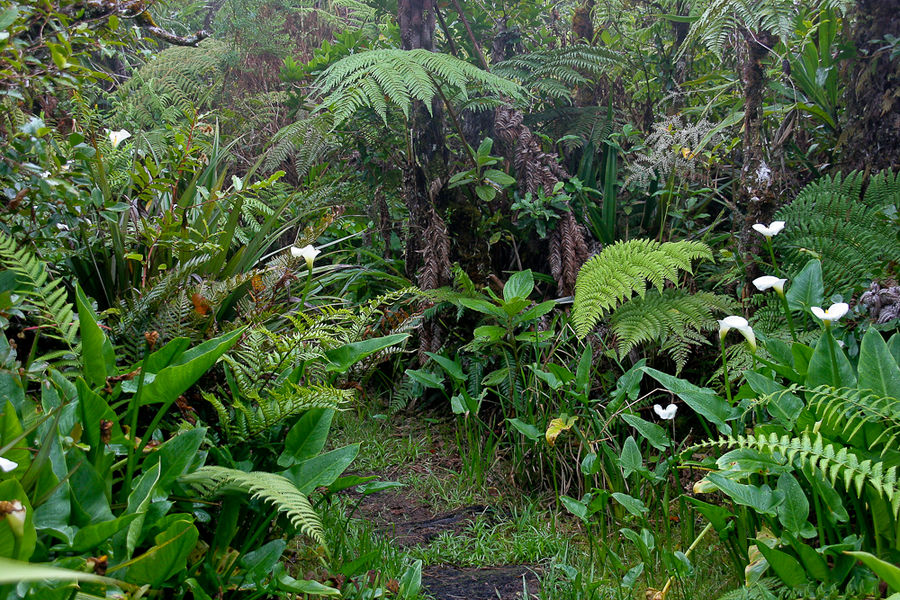 La Réunion (39)