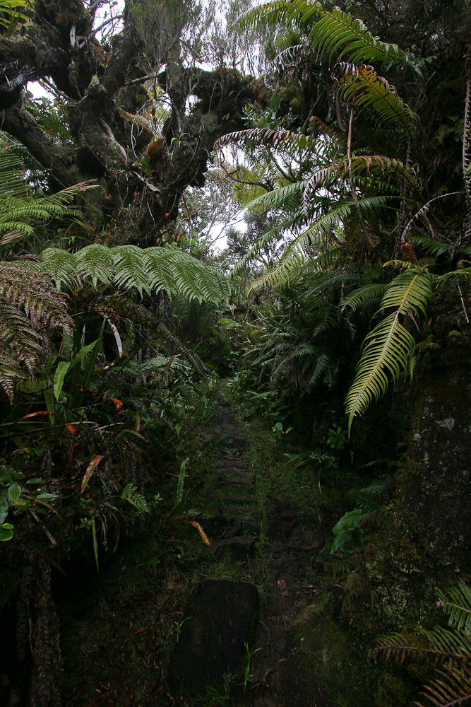 La Réunion (40)