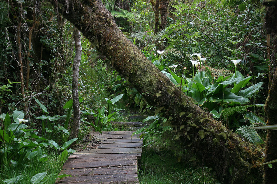 La Réunion (41)