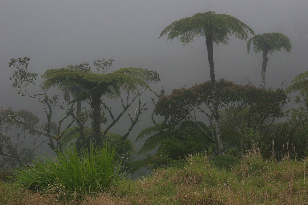 La Réunion (42)