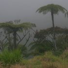 La Réunion (42)