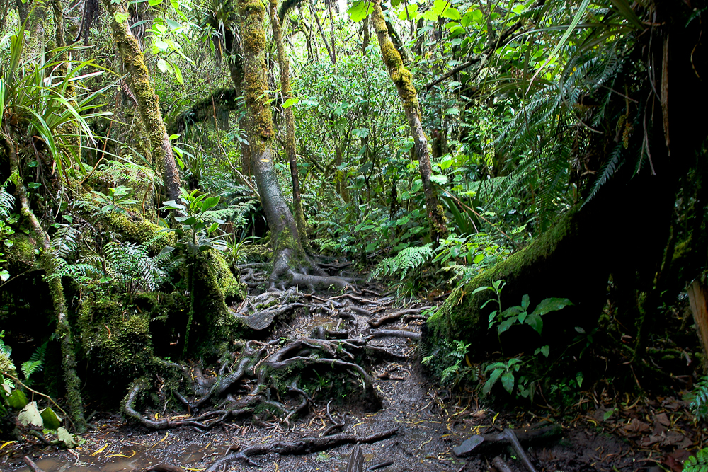 La Réunion (43)