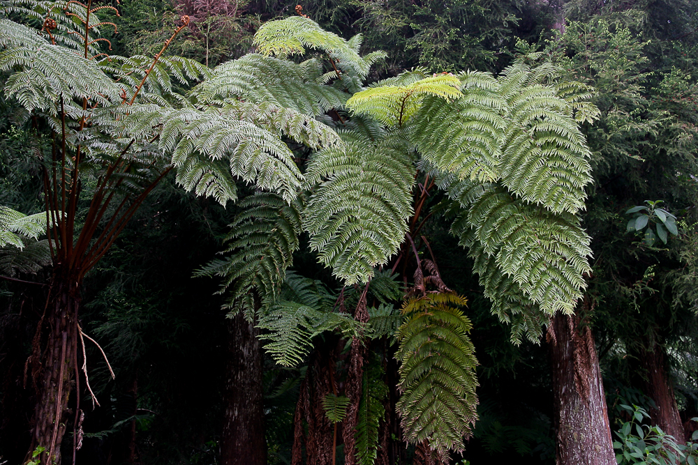 La Réunion (45)