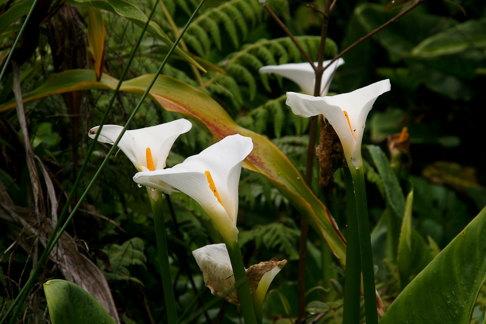 La Réunion (48)