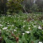 La Réunion (49)