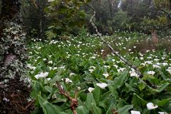 La Réunion (49)