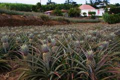 La Réunion - Ananasplantage