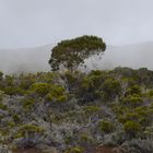 La Réunion - Baum im Hochnebel