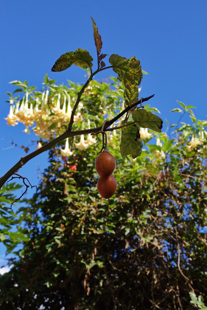 La Réunion - Baumtomaten