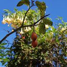 La Réunion - Baumtomaten