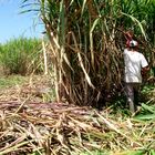 LA REUNION - Canne à sucre