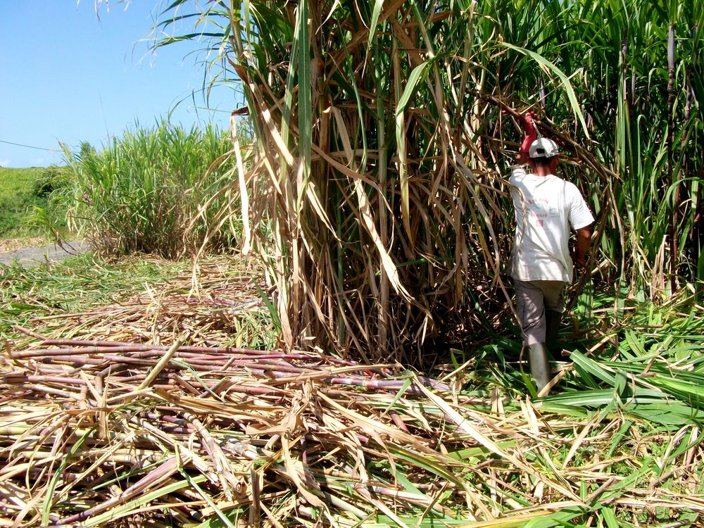 LA REUNION Canne à sucre photo et image australia & oceania, oceania, world Images