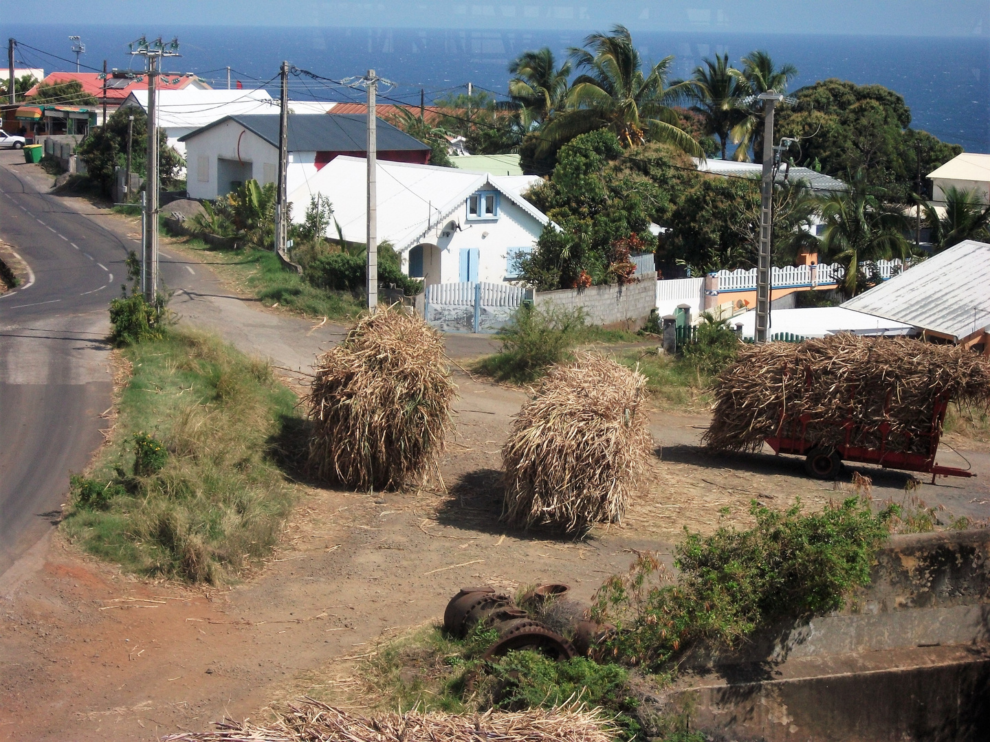 LA REUNION - Canne à sucre