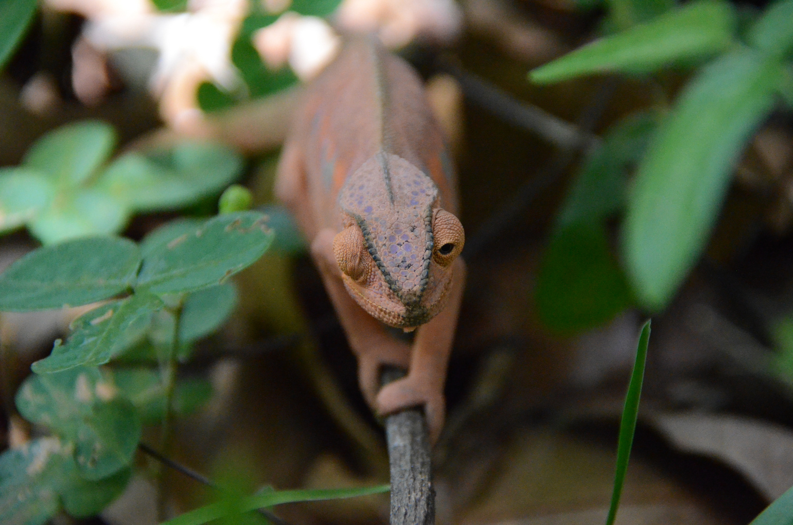 La Réunion : Das Chamäleon