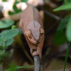 La Réunion : Das Chamäleon