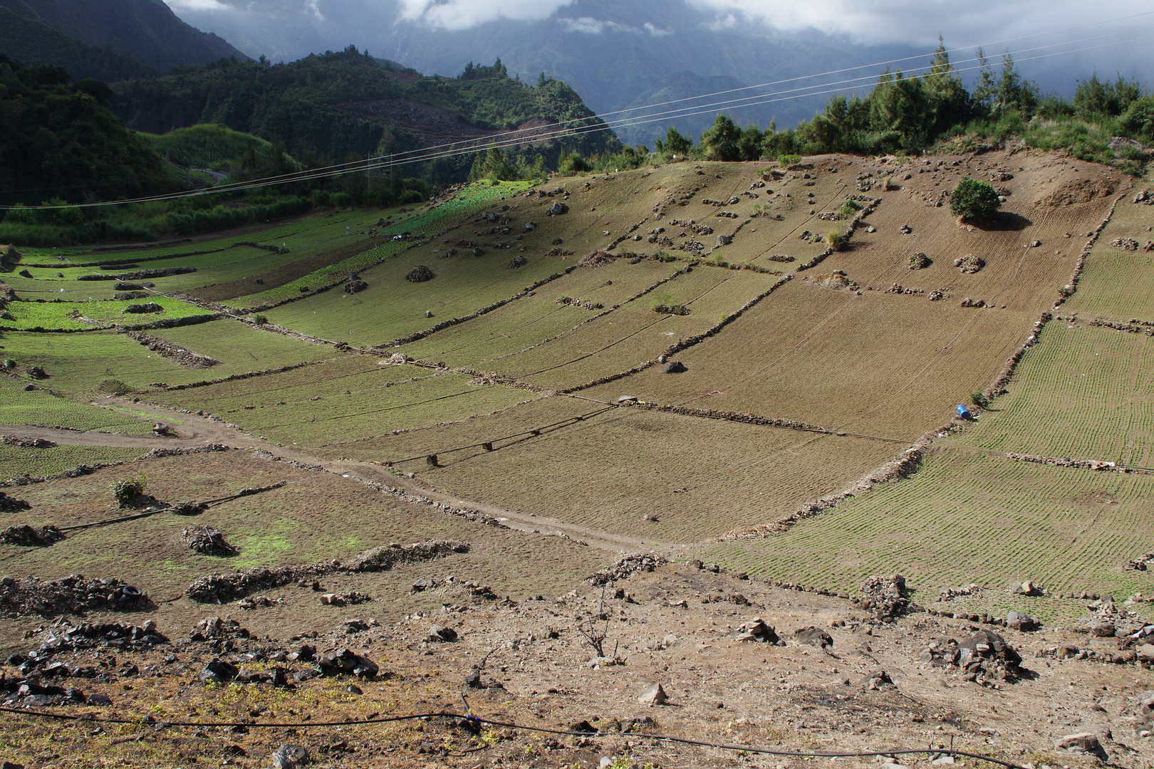 La Réunion - Felder bei Cilaos