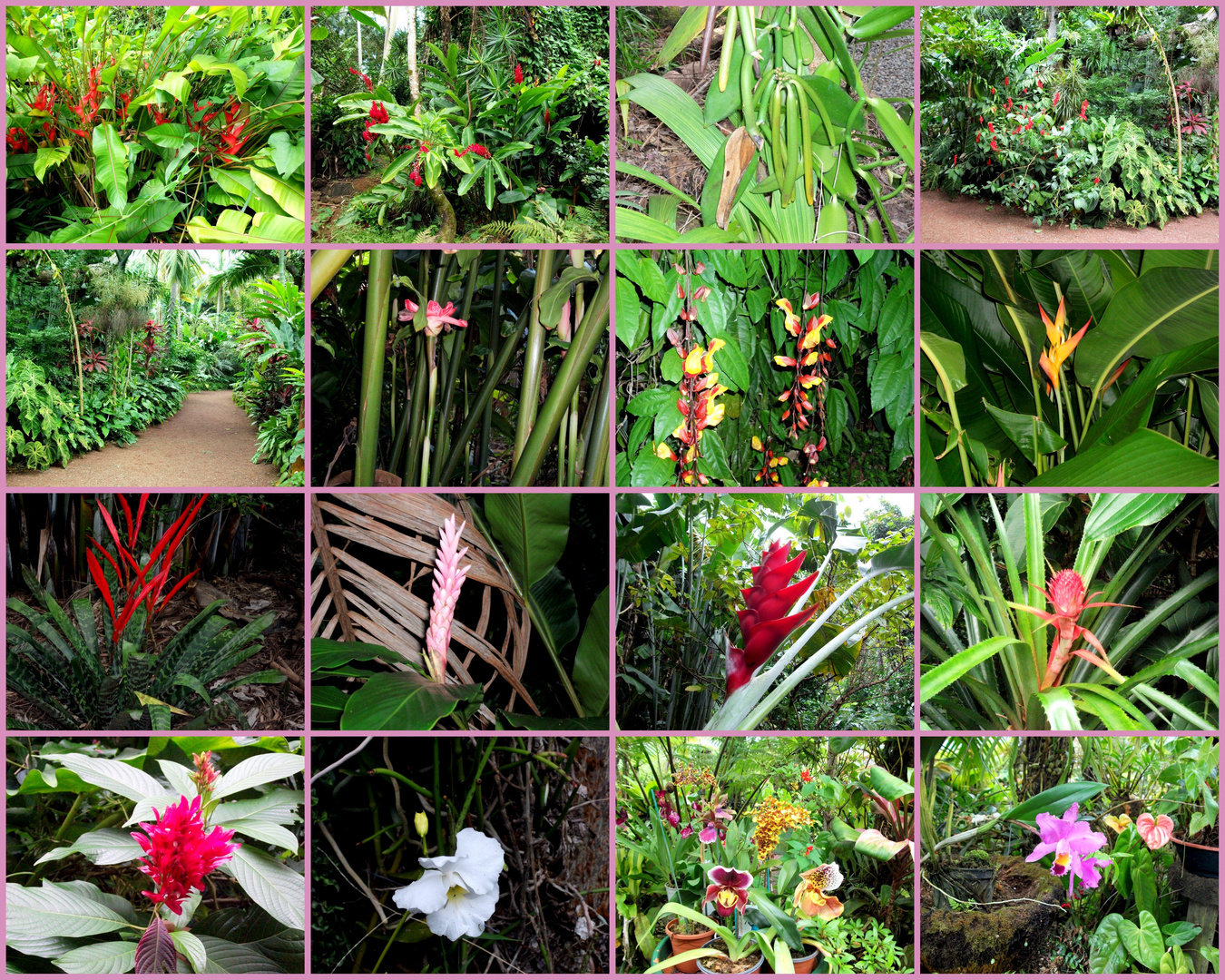 La Réunion - Fleurs