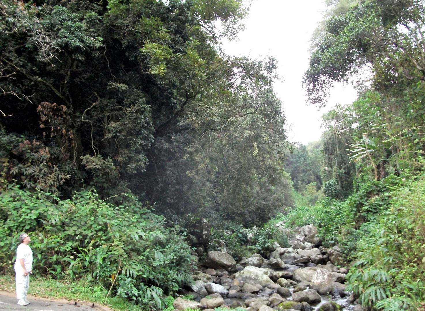 la reunion ... Foret tropicale ...