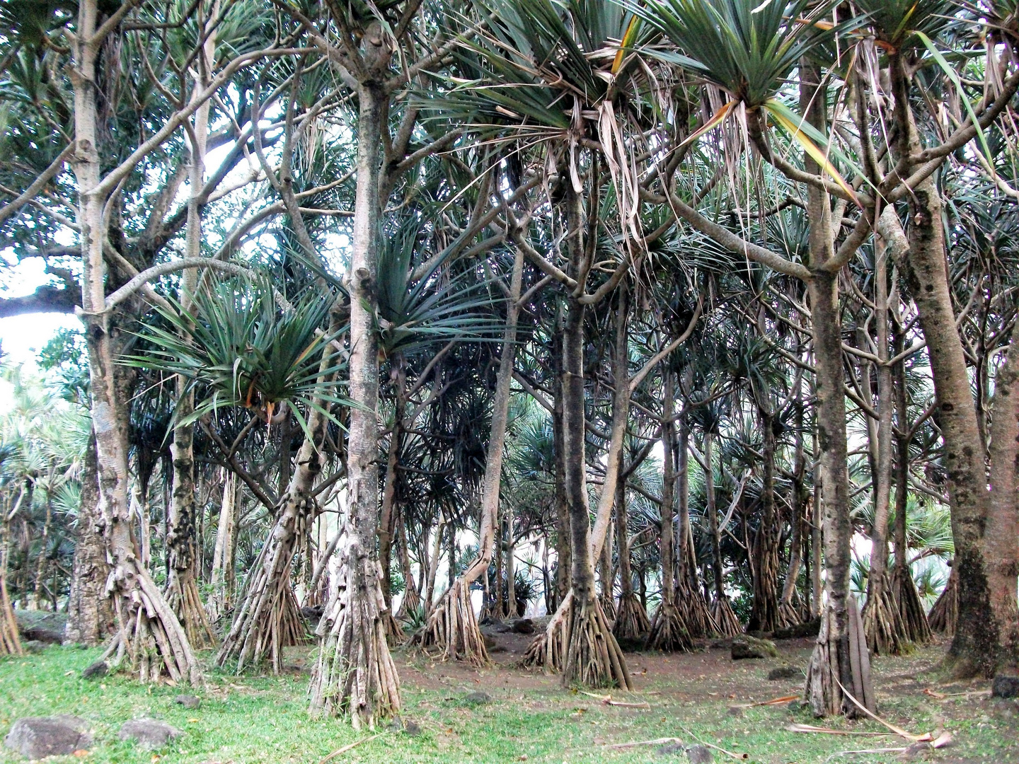 LA REUNION - Forêt de Vacoas