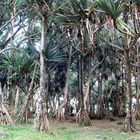 LA REUNION - Forêt de Vacoas