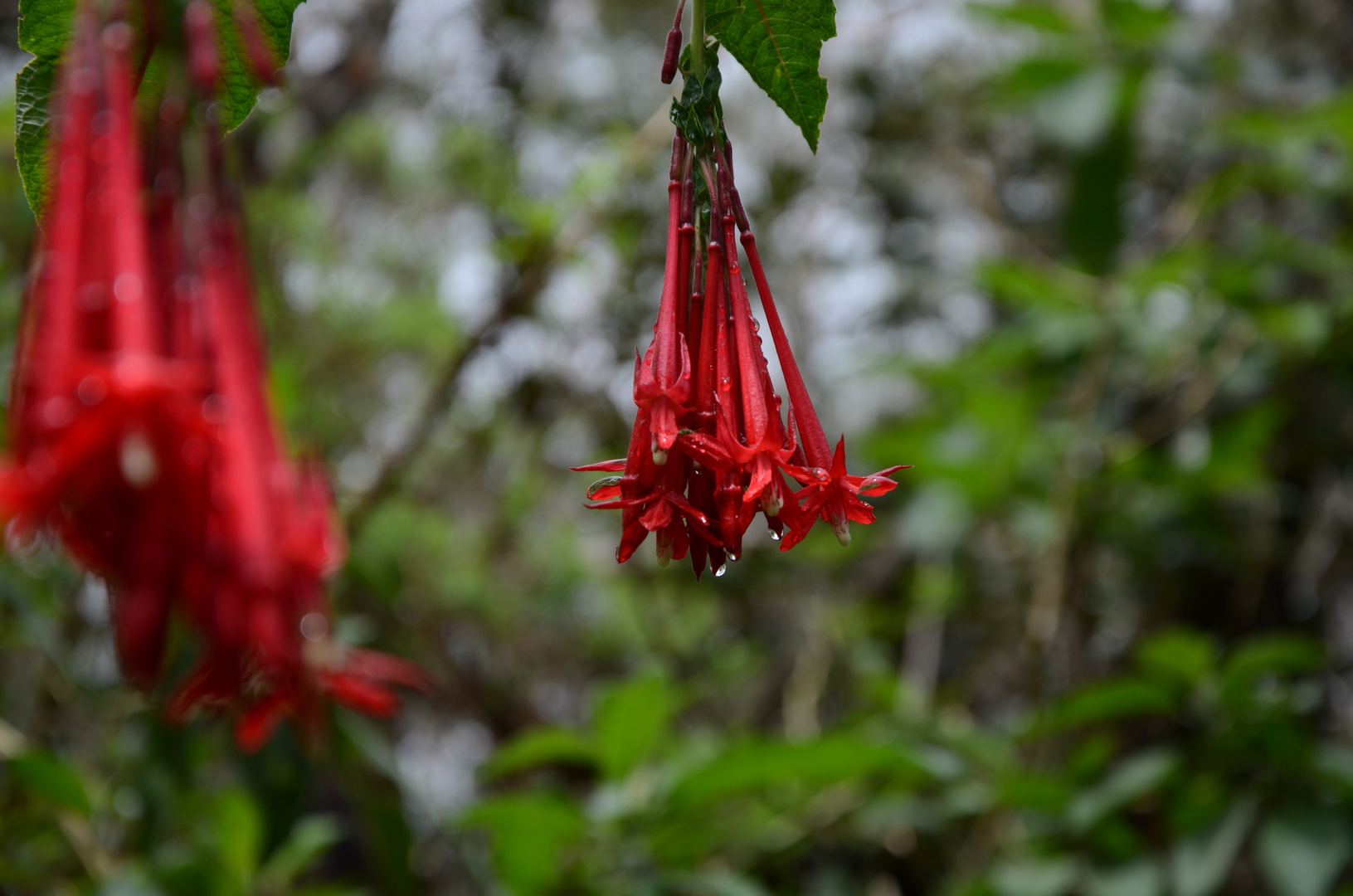 La Réunion : Fuchsie im Foret de Bélouve