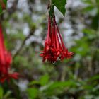 La Réunion : Fuchsie im Foret de Bélouve