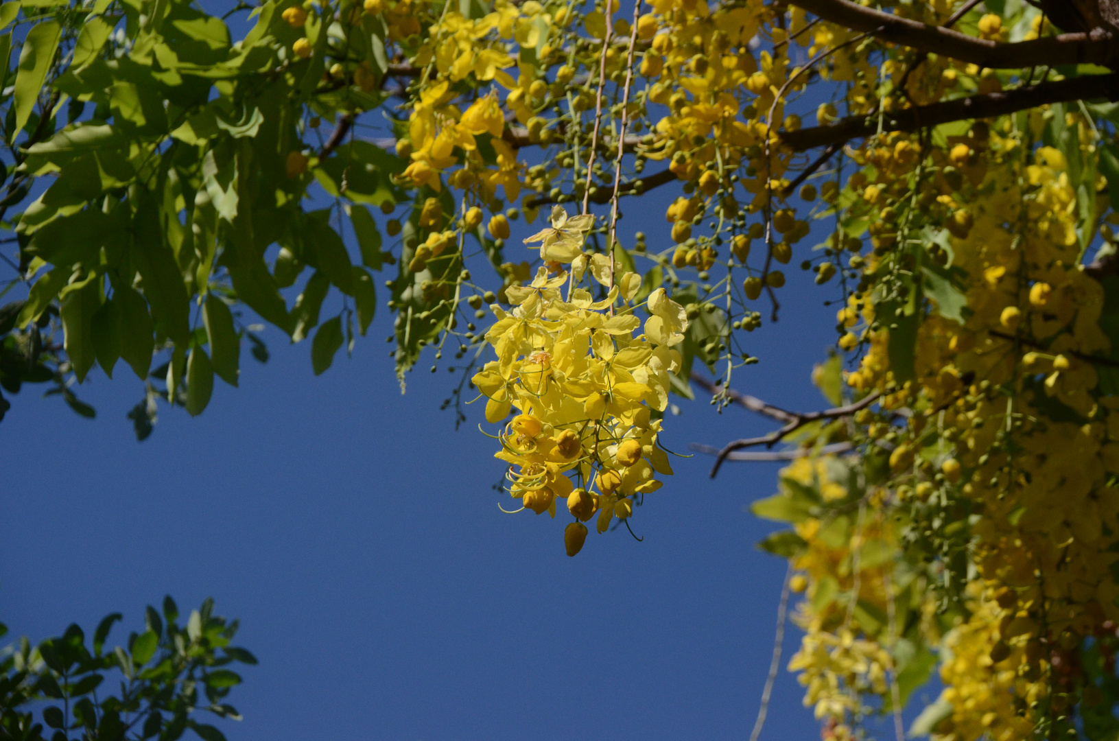 La Réunion : Indischer Goldregen (Cassia fistula) in St. Gilles