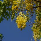 La Réunion : Indischer Goldregen (Cassia fistula) in St. Gilles