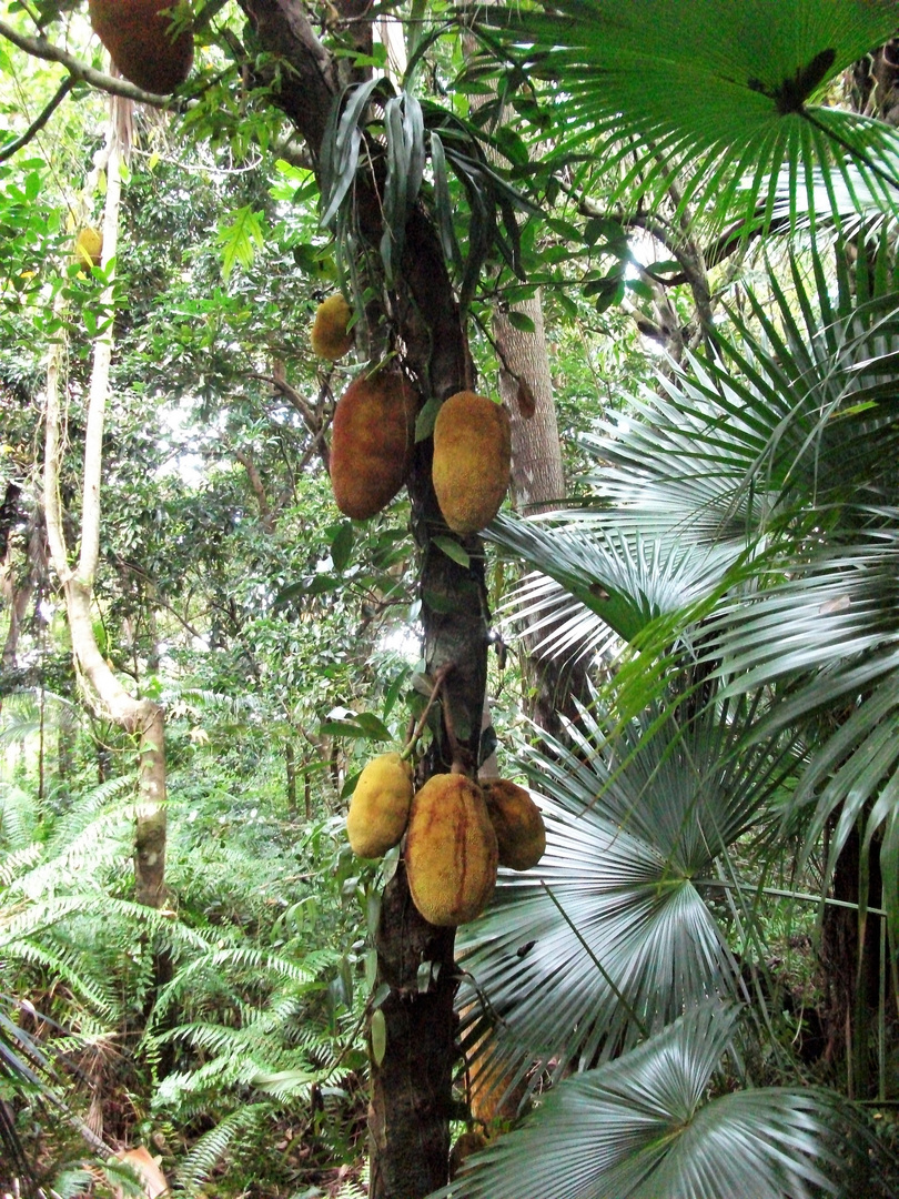 la reunion - Jacquier