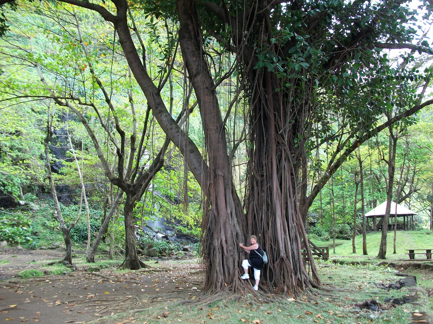 LA REUNION  Le Banian