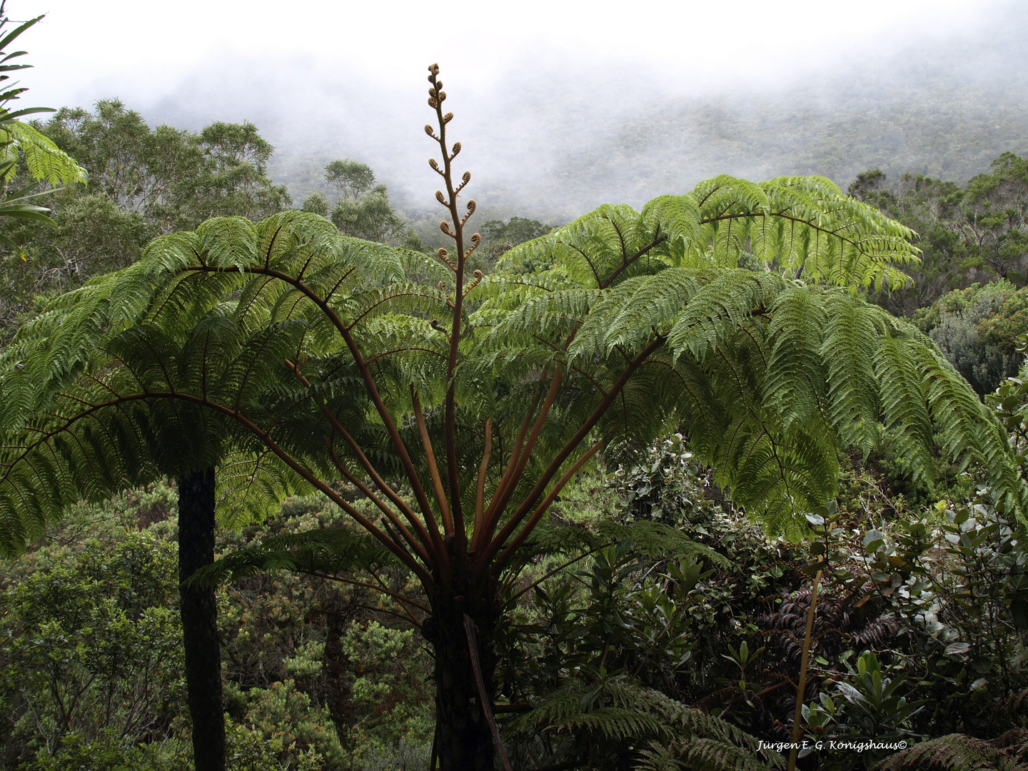 La Réunion Natur