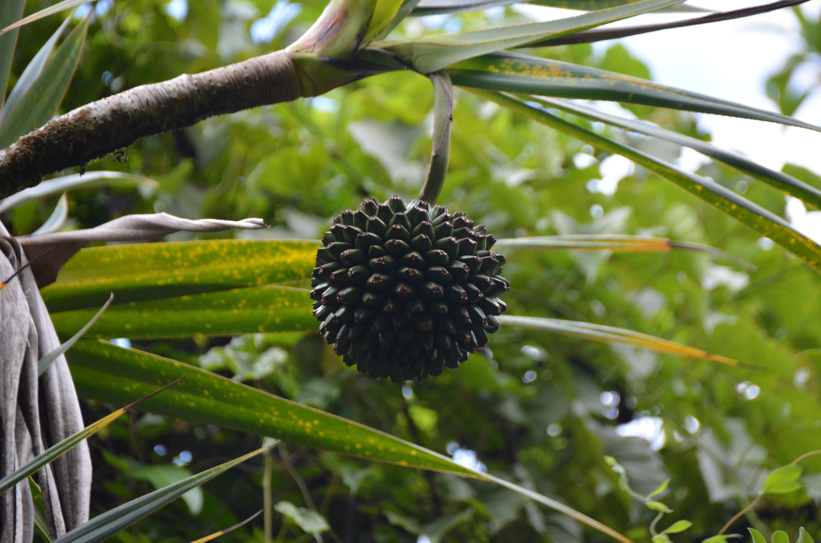 La Réunion : Pimpin-Frucht ( pandanus utilis bory)