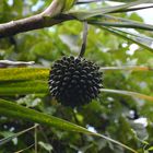 La Réunion : Pimpin-Frucht ( pandanus utilis bory)