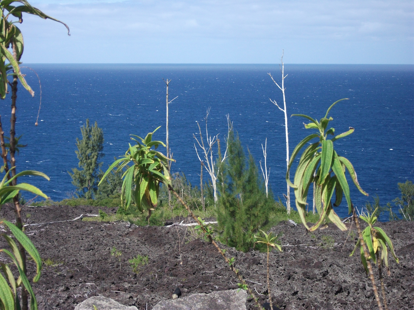 LA REUNION-  Recolonisation végétale